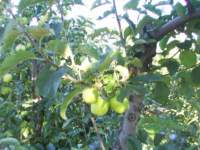 apfelbaum003o_small.jpg