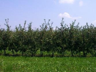 apfelplantage004k.jpg