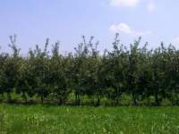 apfelplantage004k_small.jpg