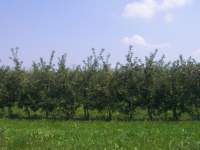 apfelplantage004o_small.jpg