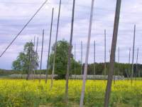 Hopfenplantage nach der Ernte