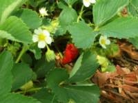 erdbeeren050c_small.jpg