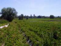 erdbeerfeld001c_small.jpg