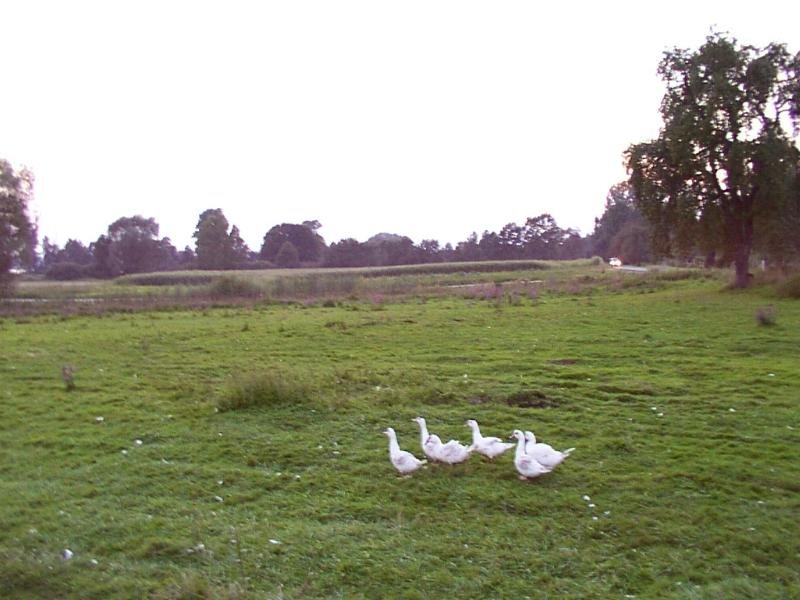 gaenseweide008c.jpg