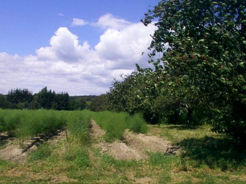 kirschspargel001c.jpg