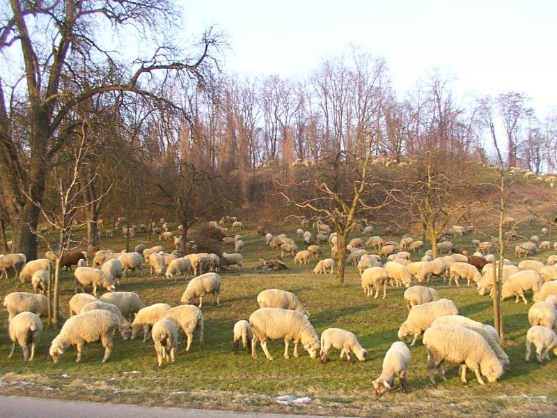 schafe010c.jpg