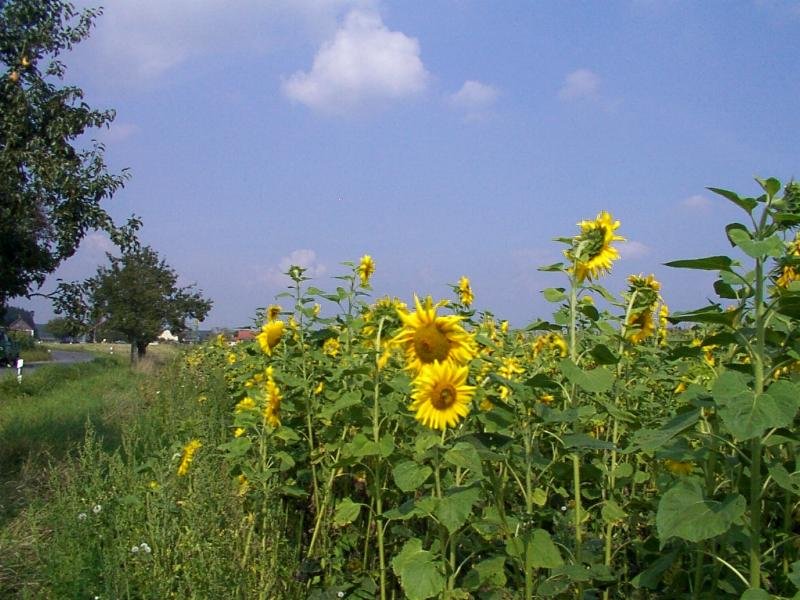 sonnenblumenfeld003c.jpg
