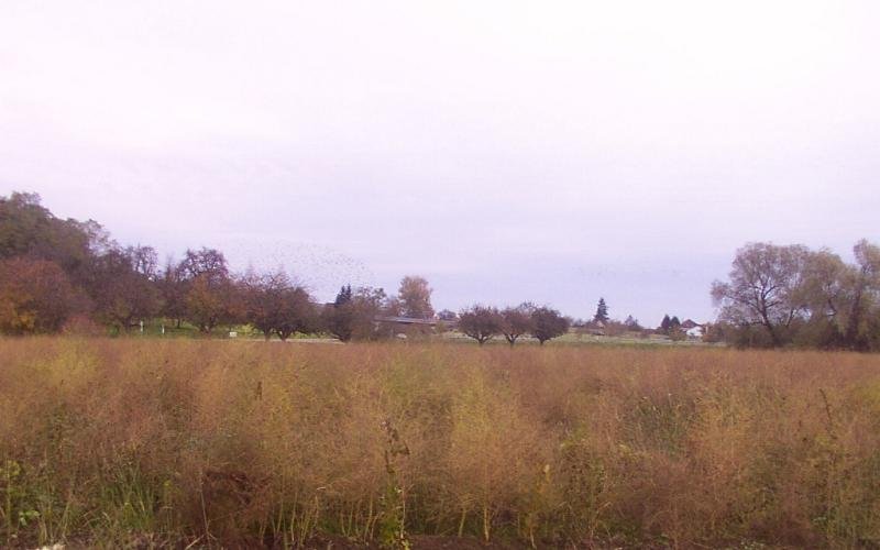 spargelfeld_nov001xc.jpg