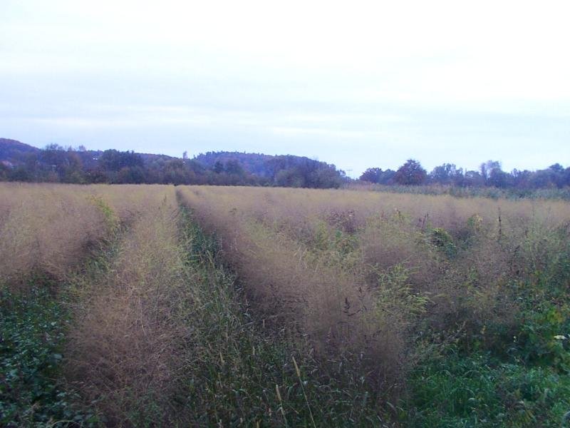 spargelfeld_okt002c.jpg