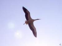 storch001c_small.jpg