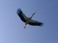 storch002c_small.jpg