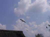 storch003c_small.jpg