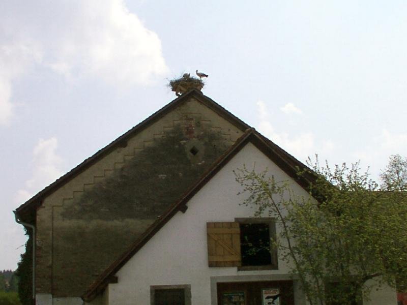 storch004c.jpg