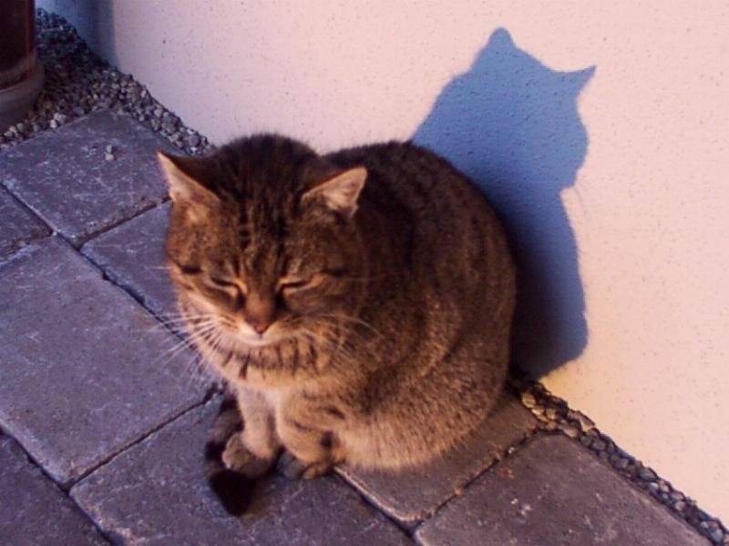 wa_katze003c.jpg