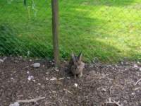 zoo003hase_c_small.jpg